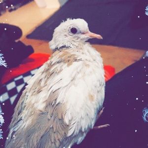 Meet your Posher, Trina